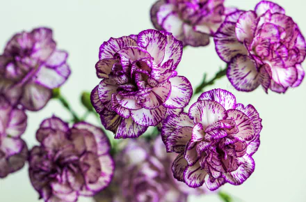 Close-up HD desktop wallpaper of delicate pink and white carnations with intricate purple edges, showcasing natural beauty in a vibrant floral background.