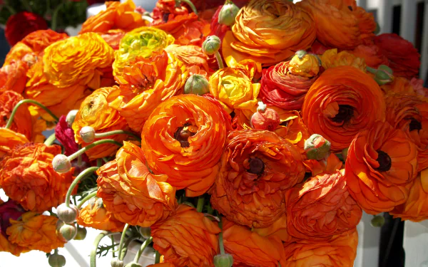  Orange Ranunculas