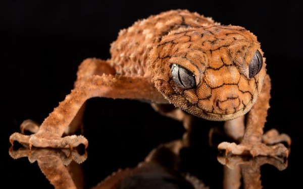 Animal Gecko Reptiles Lizards Lizard Close-Up Head Eye HD Wallpaper | Background Image