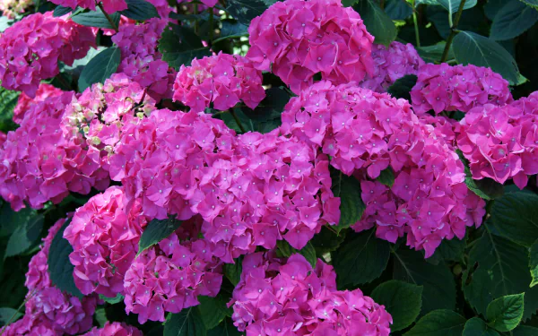  Pink Hydrangeas