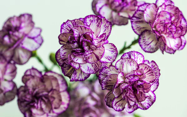 Close-up HD desktop wallpaper of delicate pink and white carnations with intricate purple edges, showcasing natural beauty in a vibrant floral background.