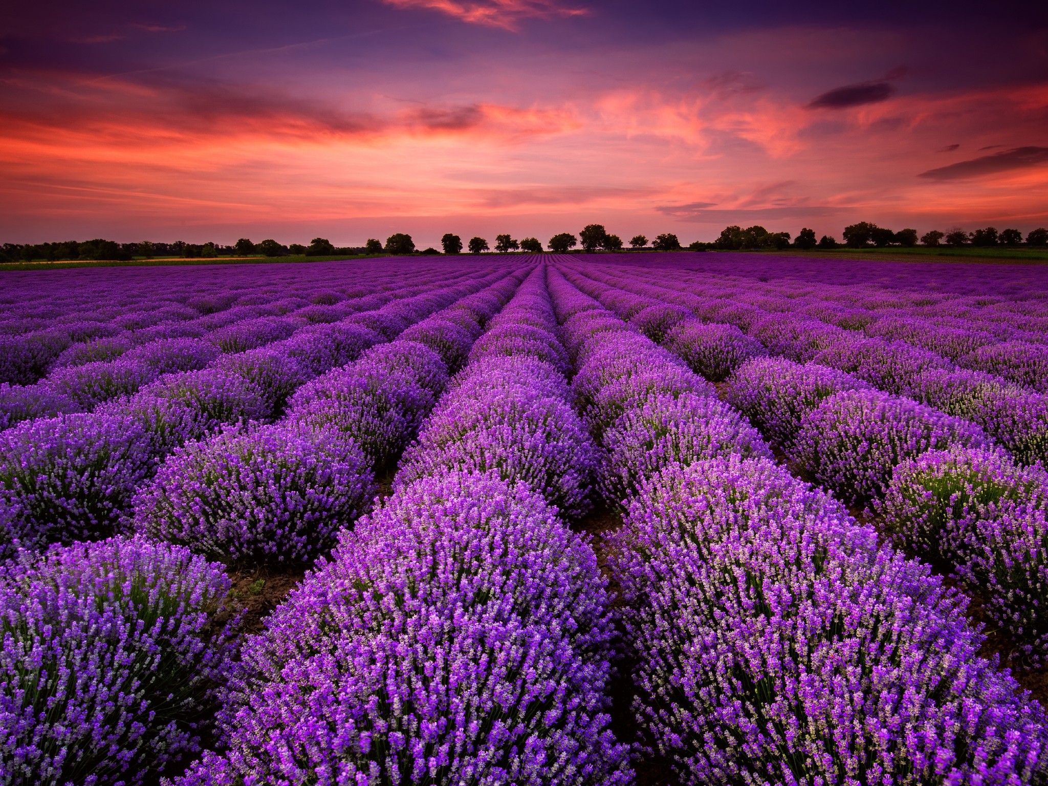 Lavender fields in Virginia HD Wallpaper | Background Image | 2048x1536