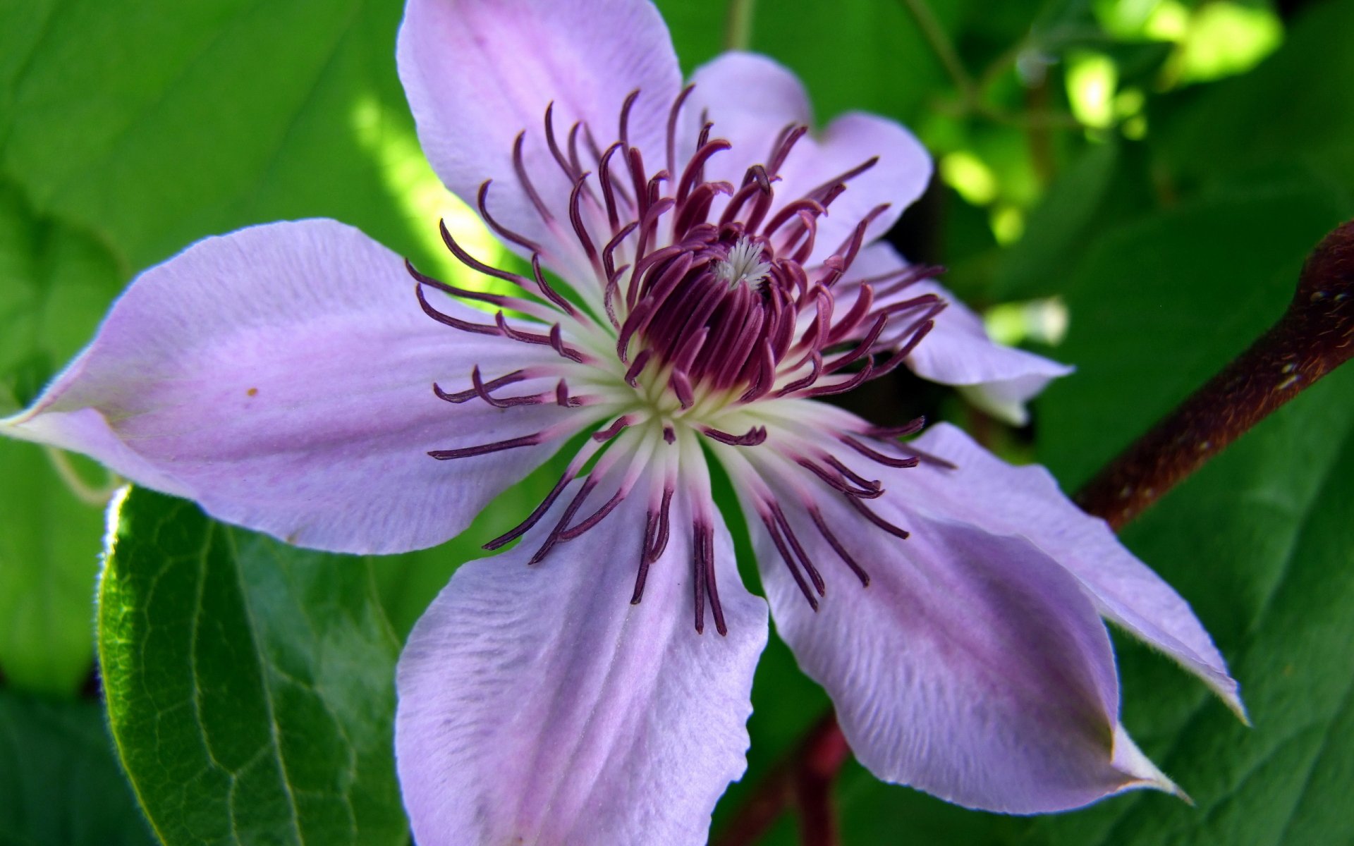 Purple Flower HD Wallpaper | Background Image | 2560x1600