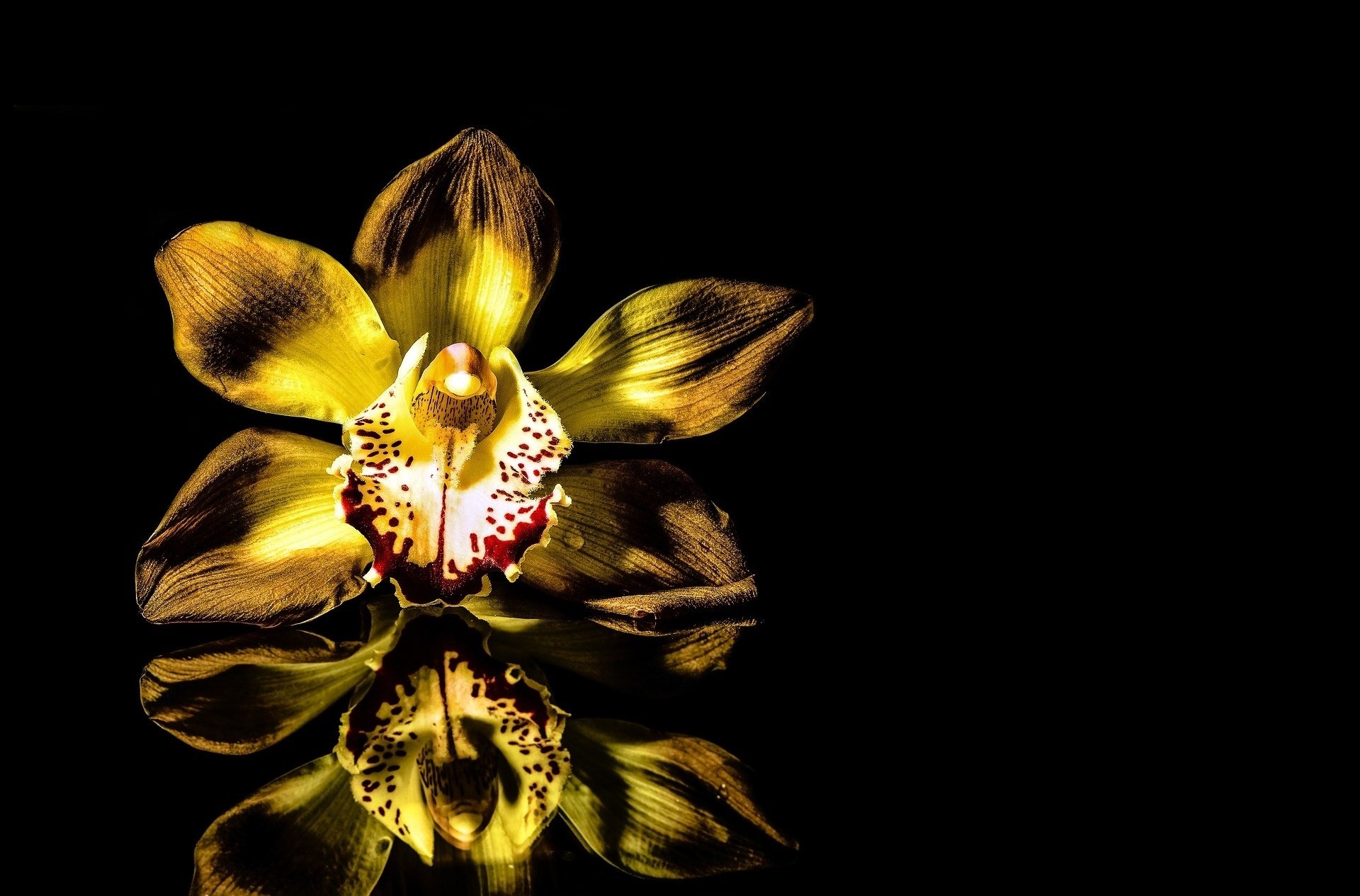 A vibrant yellow orchid flower with intricate patterns reflects beautifully against a black background, showcasing the elegance of nature in this HD desktop wallpaper.