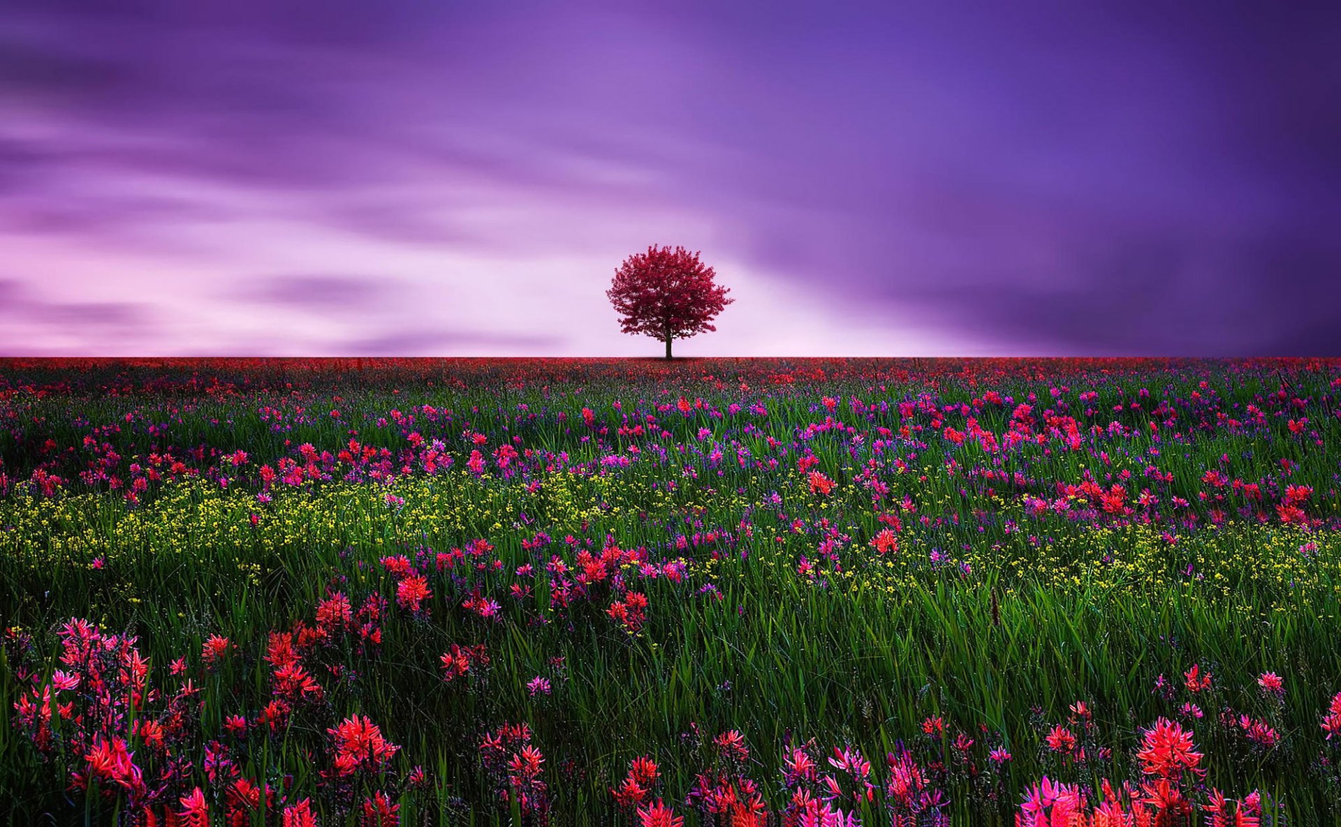 Pink Tree In Flower Field By Besshamiti