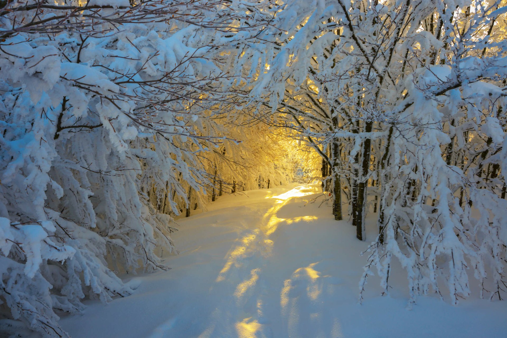 Download Sunlight Path Light Tunnel Snow Tree Nature Winter HD Wallpaper by Roberto Melotti