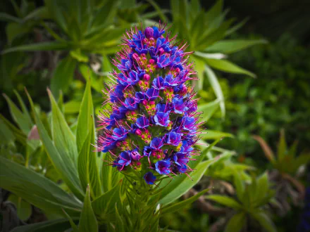  Exotic Flower