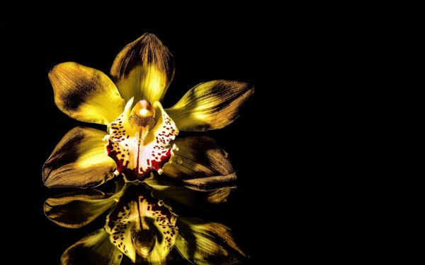 Nature Orchid Flowers Flower Reflection Yellow Flower HD Wallpaper | Background Image