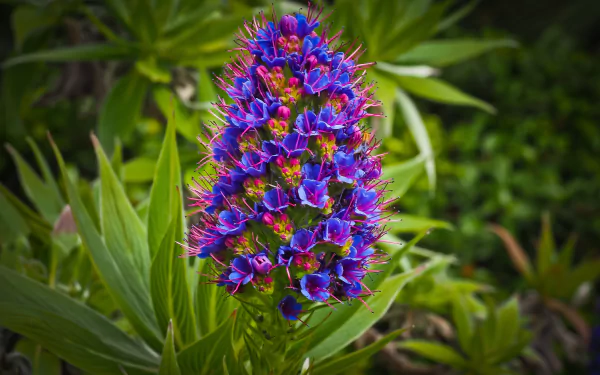 blue flower nature flower HD Desktop Wallpaper | Background Image