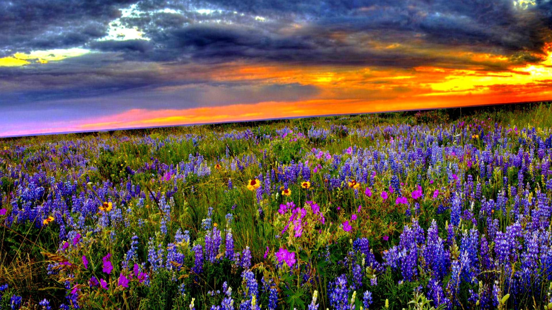 Flower Field At Sunset