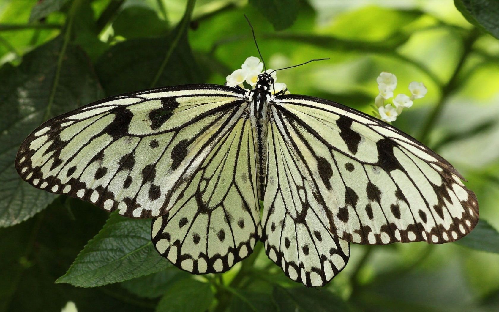Download Insect Animal Butterfly Wallpaper