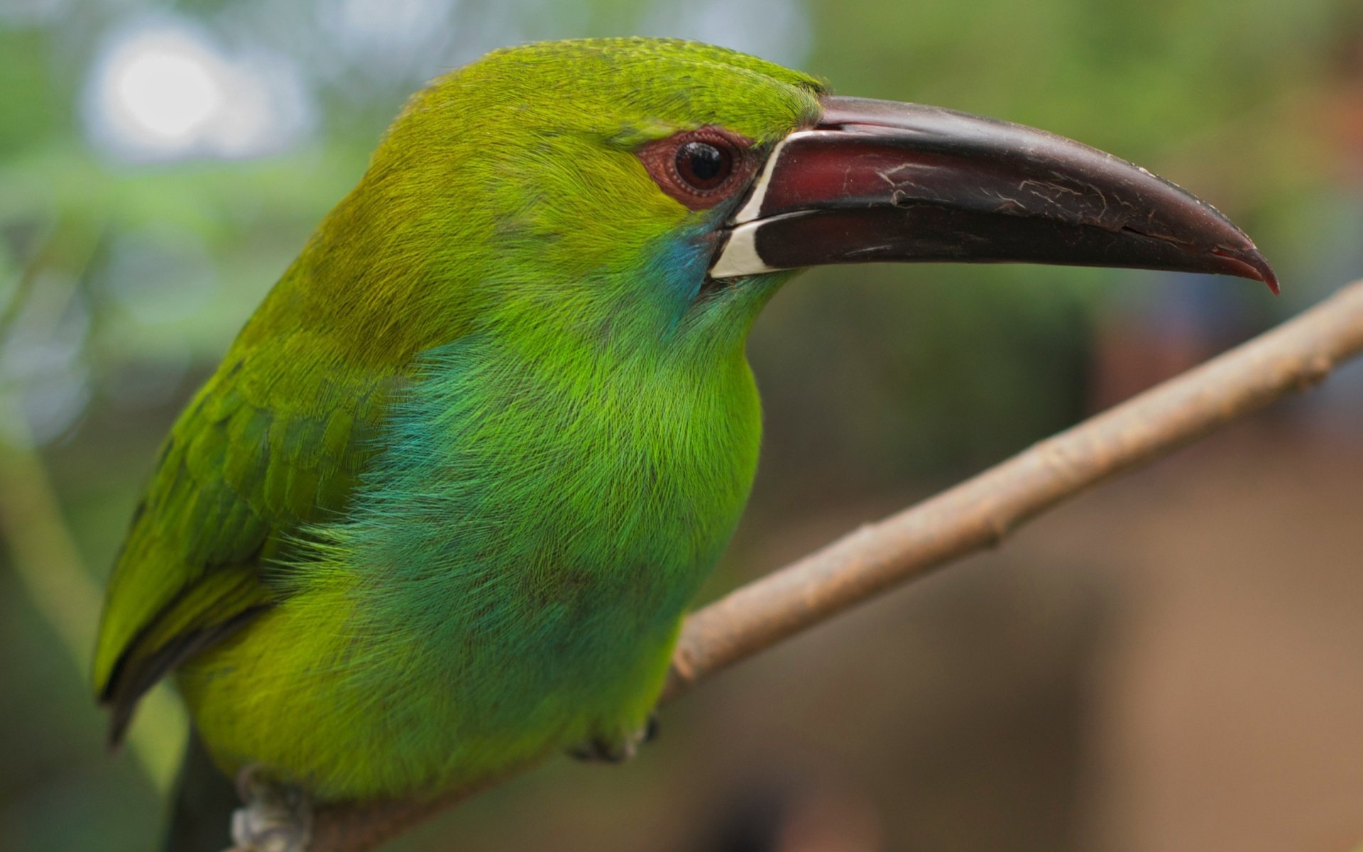 Download Toucanet Bird Animal Emerald Toucanet HD Wallpaper