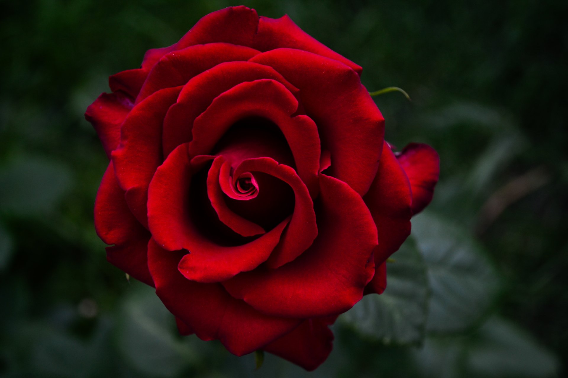 4608x3072 Beautiful Red Rose Wallpaper Background Image. 