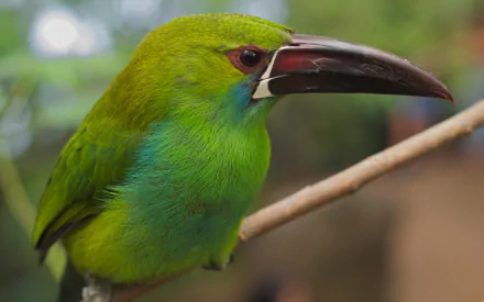 toucanet bird Animal Emerald Toucanet HD Desktop Wallpaper | Background Image