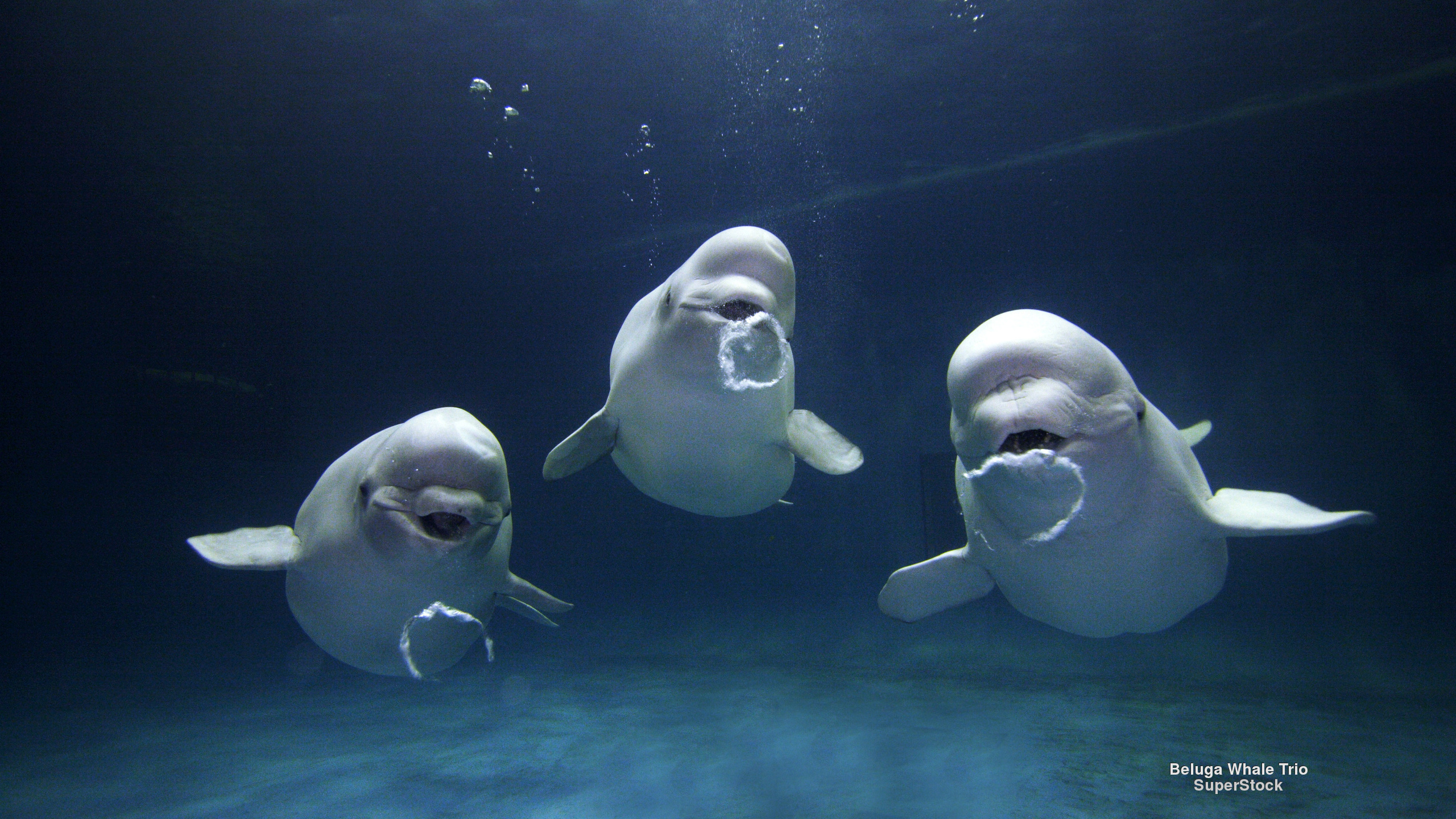 beluga whale wallpaper