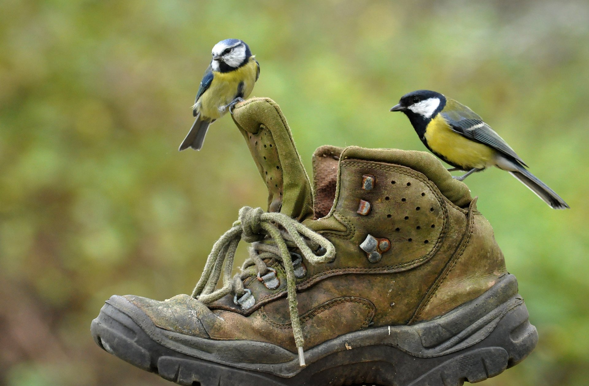 HD desktop wallpaper featuring two titmouse birds perched on a worn hiking boot, blending elements of nature and rugged footwear.