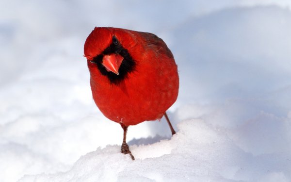 Animal Cardinal Birds Passerines Bird Snow HD Wallpaper | Background Image