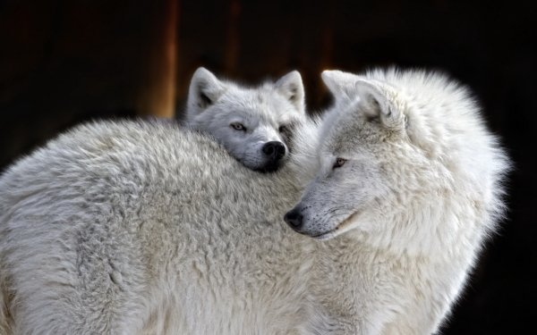 Animal Wolf Wolves White Wolf HD Wallpaper | Background Image