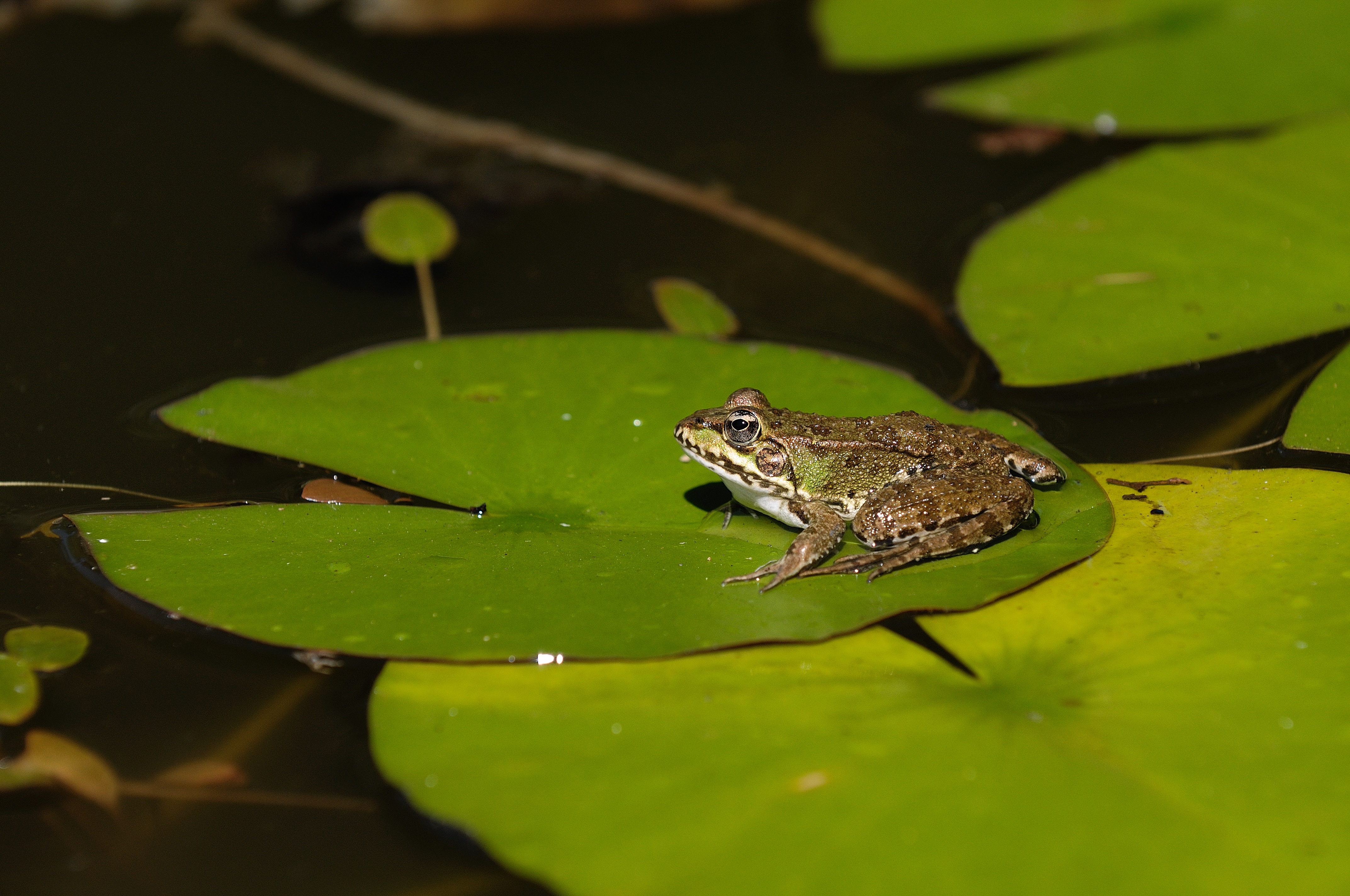 Frog in a lily pond by kalle2709