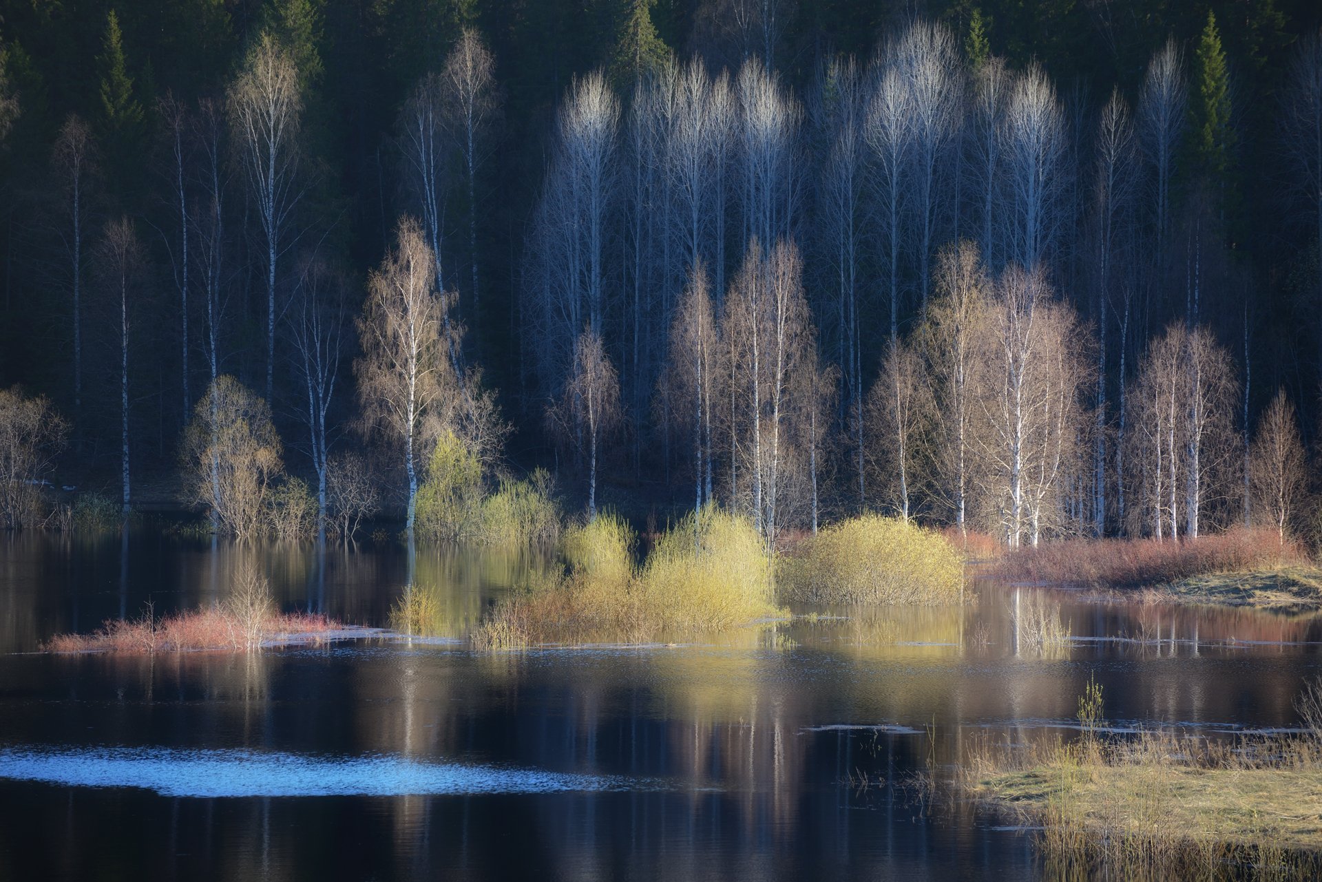 HD PC desktop wallpaper of a tranquil swamp: slender birch trees and pale shrubs reflected in calm water under soft morning light.