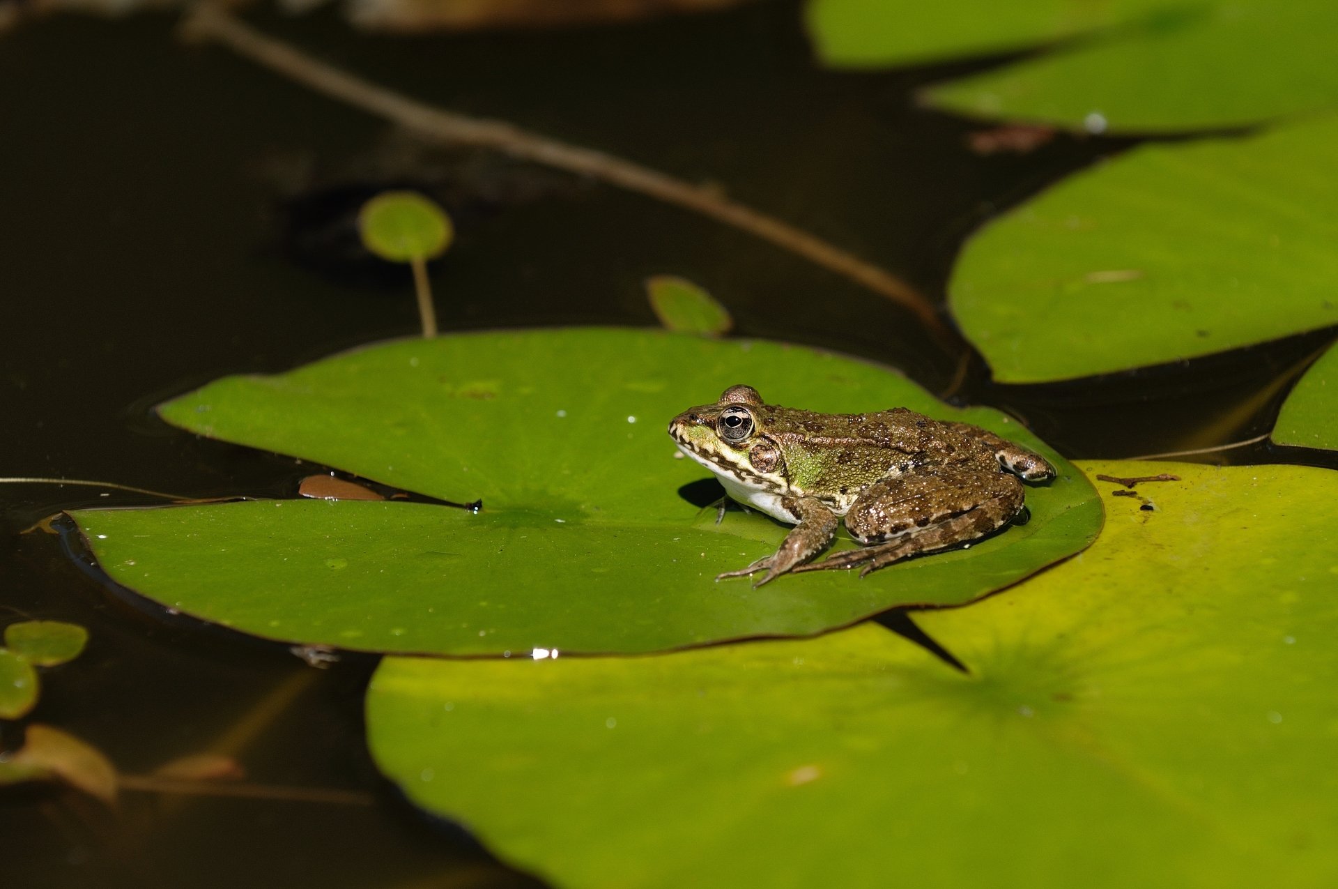 Download Lily Pad Animal Frog 4k Ultra HD Wallpaper by kalle2709