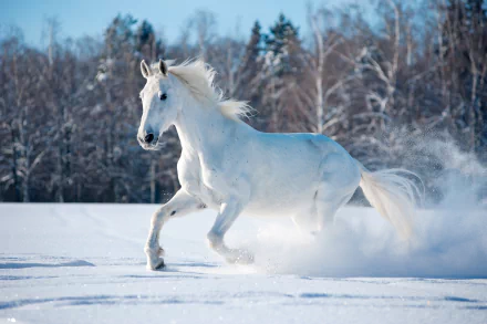 A white horse galloping through snow in a forest clearing, captured in crisp 4K Ultra HD quality for a stunning PC desktop wallpaper.