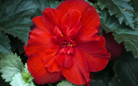  Red Begonia