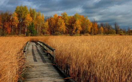 A man-made boardwalk stretches through a golden wheat field toward a vibrant fall tree line under a moody sky, captured in HD for a desktop wallpaper background.