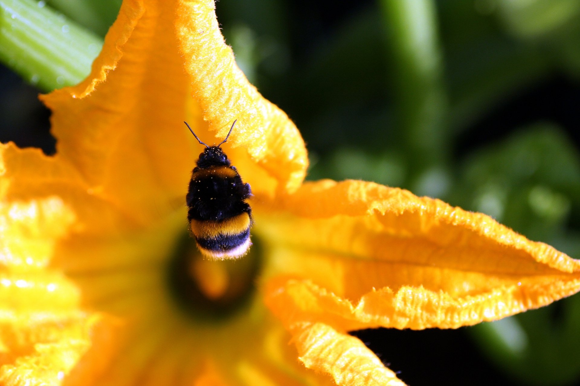 Download Close-up Yellow Flower Bokeh Flower Insect Animal Bumblebee HD Wallpaper by ycky21