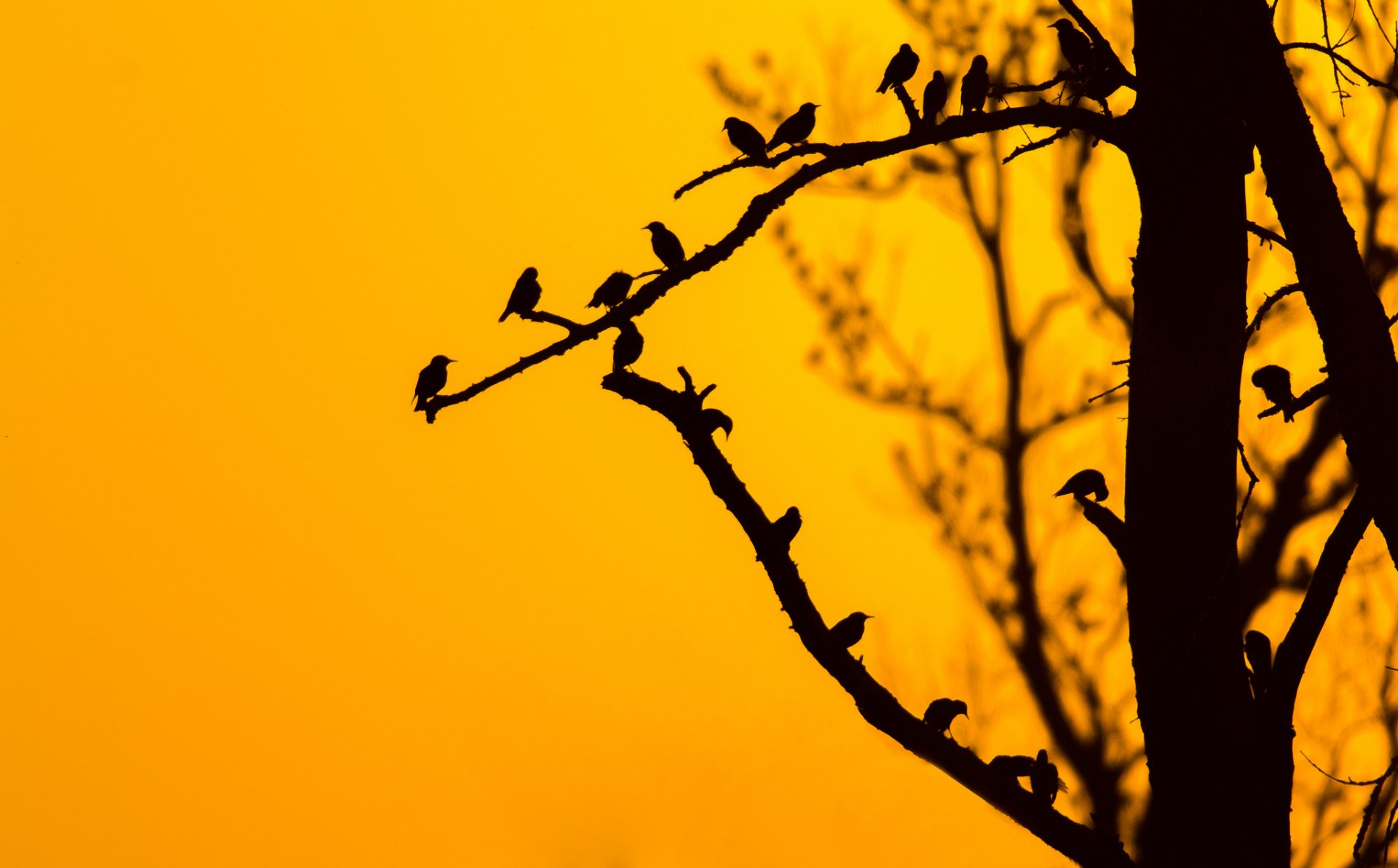 Download Silhouette Sunset Branch Animal Bird HD Wallpaper by Mario Visser