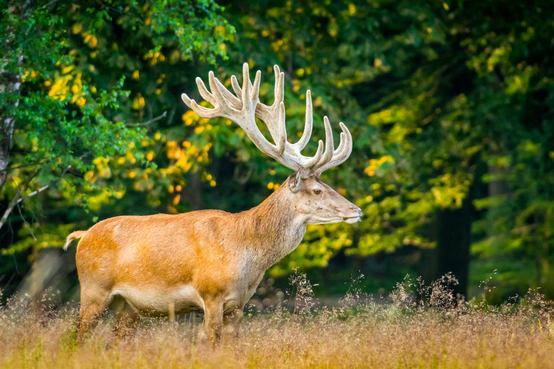 Download Animal Deer 4k Ultra HD Wallpaper by Mario Visser