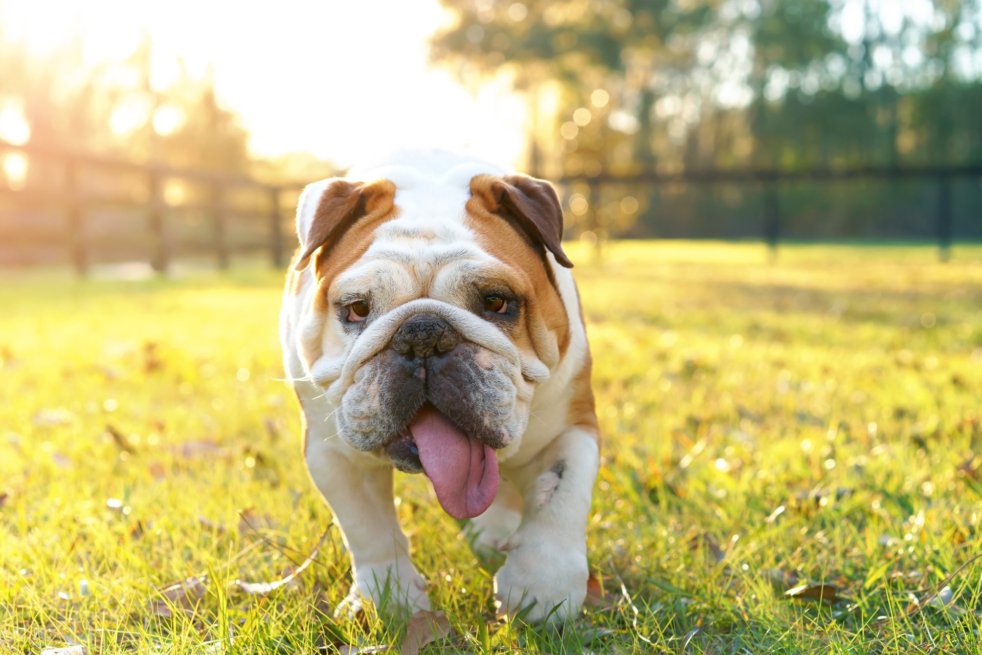 English Bulldog Fond d’écran HD | Arrière-Plan | 3000x2000 | ID:705882