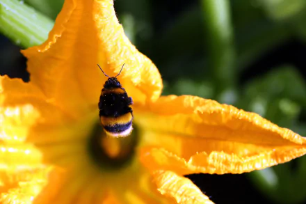 close-up yellow flower bokeh flower insect Animal bumblebee HD Desktop Wallpaper | Background Image