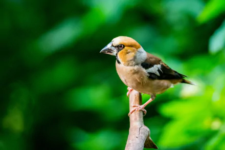 Hawfinch blur branch Animal finch HD Desktop Wallpaper | Background Image