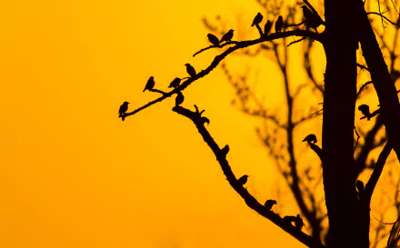 silhouette sunset branch Animal bird HD Desktop Wallpaper | Background Image