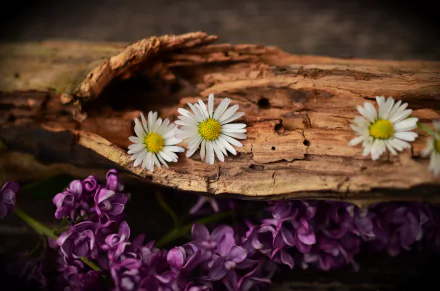 daisy lilac bark nature flower HD Desktop Wallpaper | Background Image