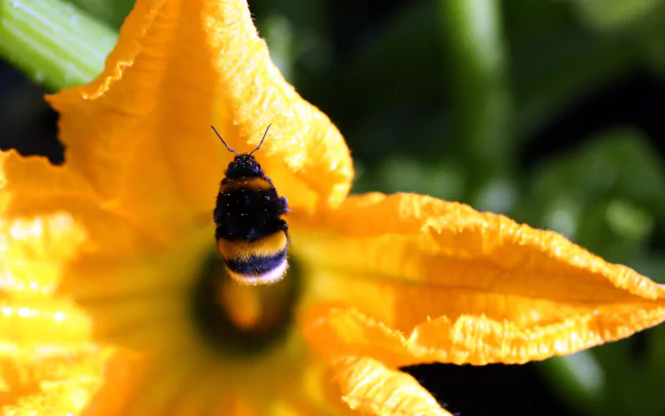 close-up yellow flower bokeh flower insect Animal bumblebee HD Desktop Wallpaper | Background Image
