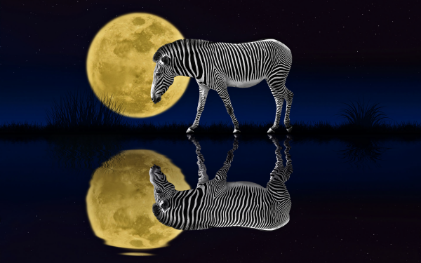 Animal Zebra Moon Reflection HD Wallpaper | Background Image