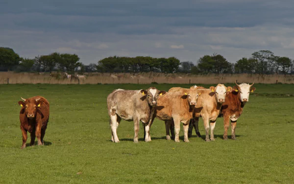  Cows in a paddock by WolfBlur