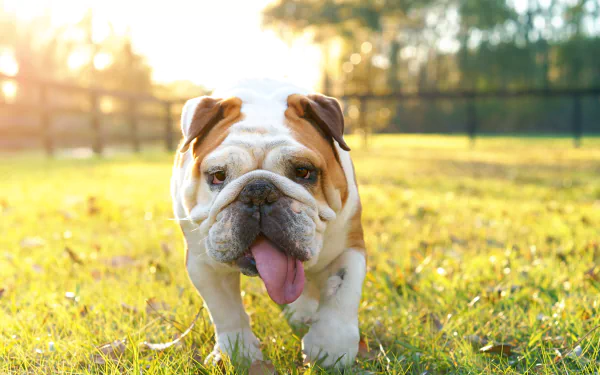An English bulldog walks on sunny green grass with a blurred wooden fence and trees in the background, captured in high-definition for a PC desktop wallpaper.