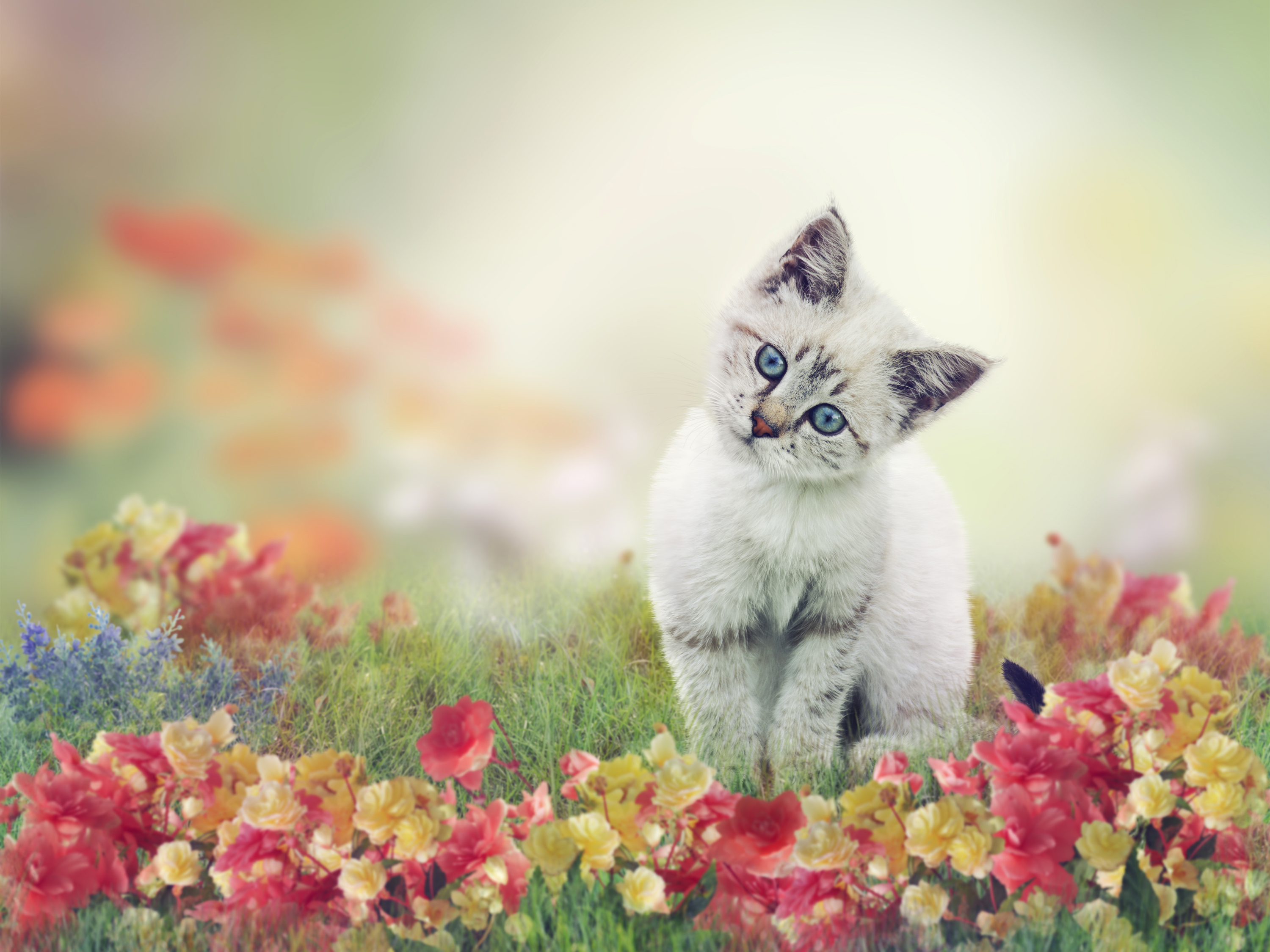  Cute  White  Kitten  HD Wallpaper  Background Image 