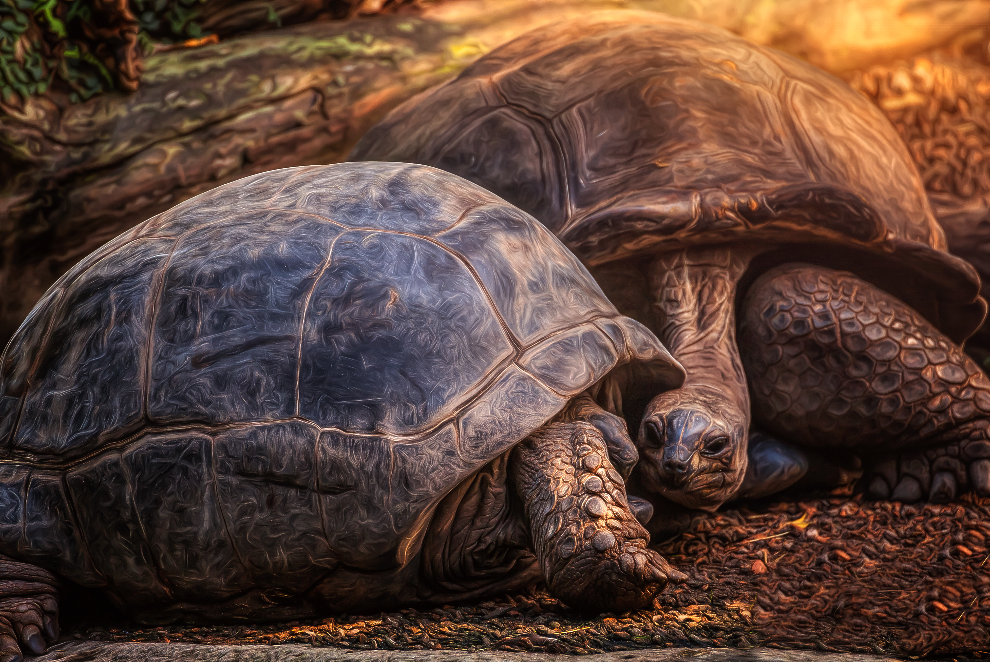 Animal Tortoise HD Wallpaper | Background Image