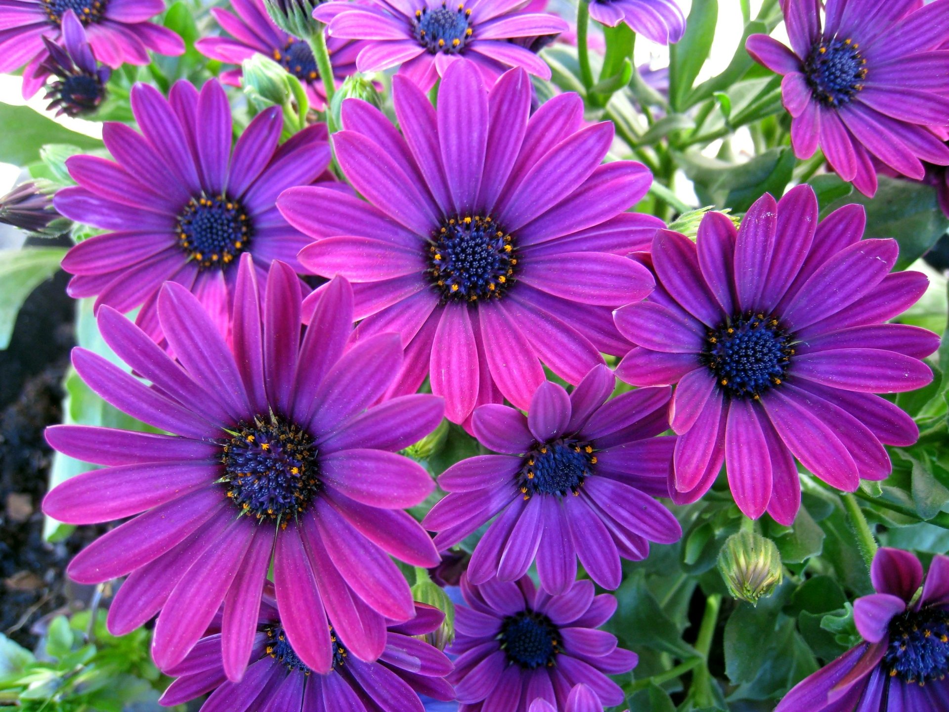 Download Purple Flower Flower Nature Daisy HD Wallpaper