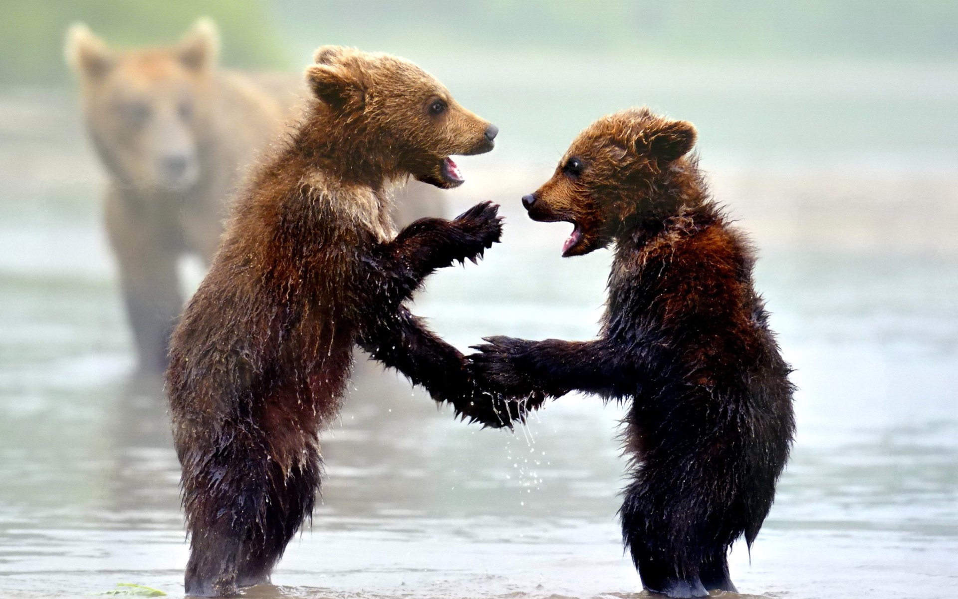 Two Cute Bear Cubs