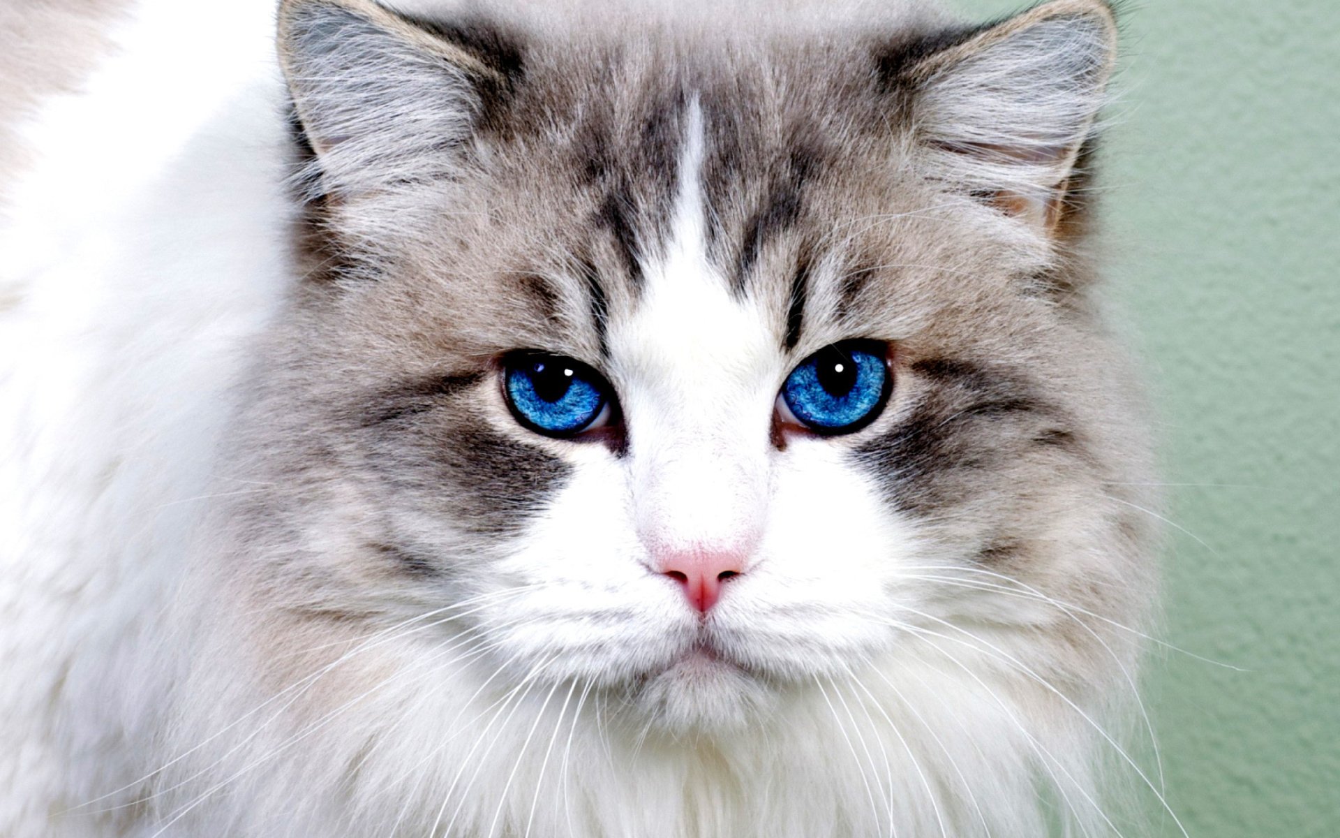 Blue-Eyed Cat HD Wallpaper | Background Image | 1920x1200 | ID:706687