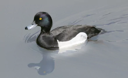 A striking HD wallpaper featuring a duck swimming gracefully in calm waters, showcasing its vibrant plumage and reflection in the serene environment.