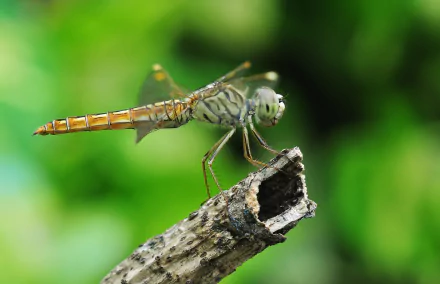 Animal dragonfly HD Desktop Wallpaper | Background Image