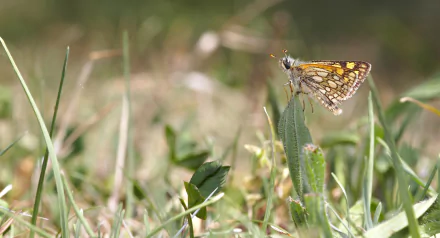  Chequered skipper by Michael Apel