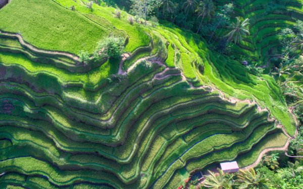 Man Made Rice Terrace Bali Indonesia HD Wallpaper | Background Image