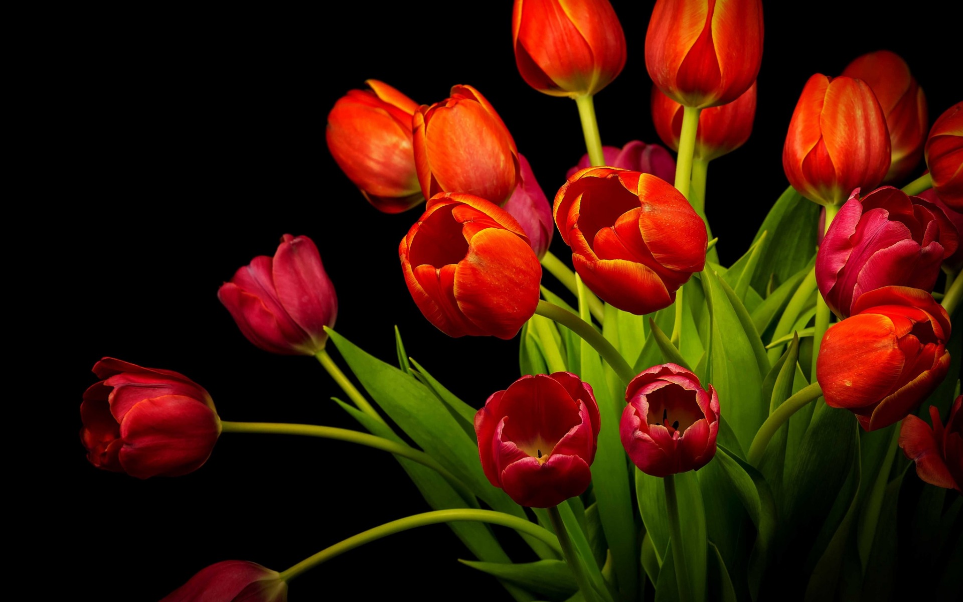 Download Red Flower Orange Flower Flower Nature Tulip HD Wallpaper